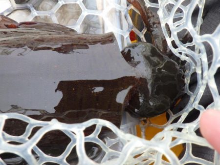 今日もティップラン